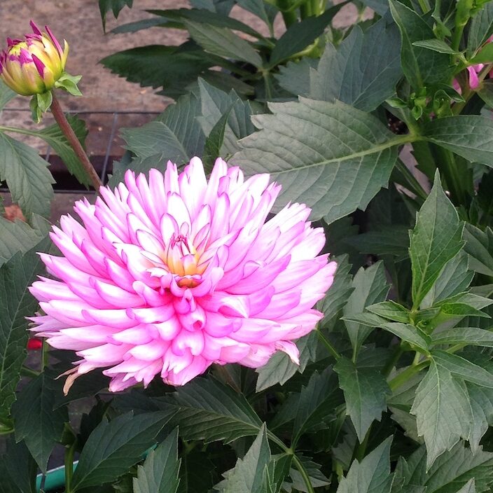 sunny flower at Karcz Garden