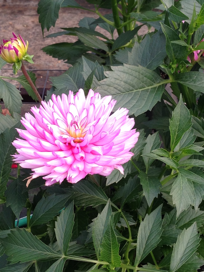 sunny flower at Karcz Garden